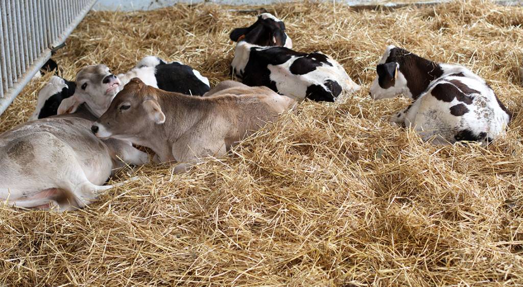 Nutrition animale Wittelsheim 0