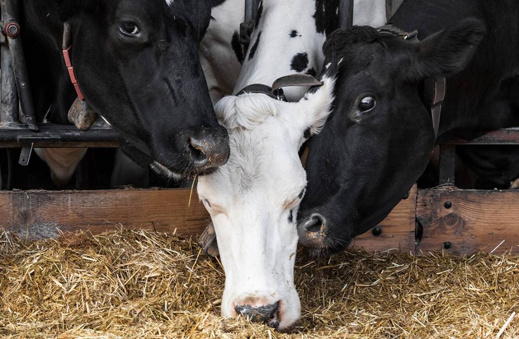 Nutrition animale Pfastatt 1