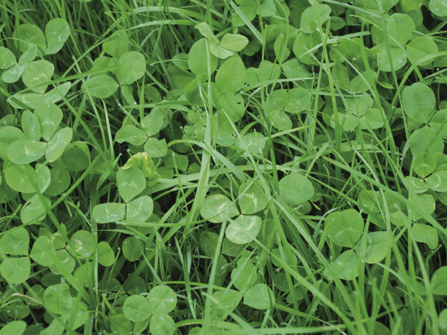 Mélanges SUISSE Rixheim