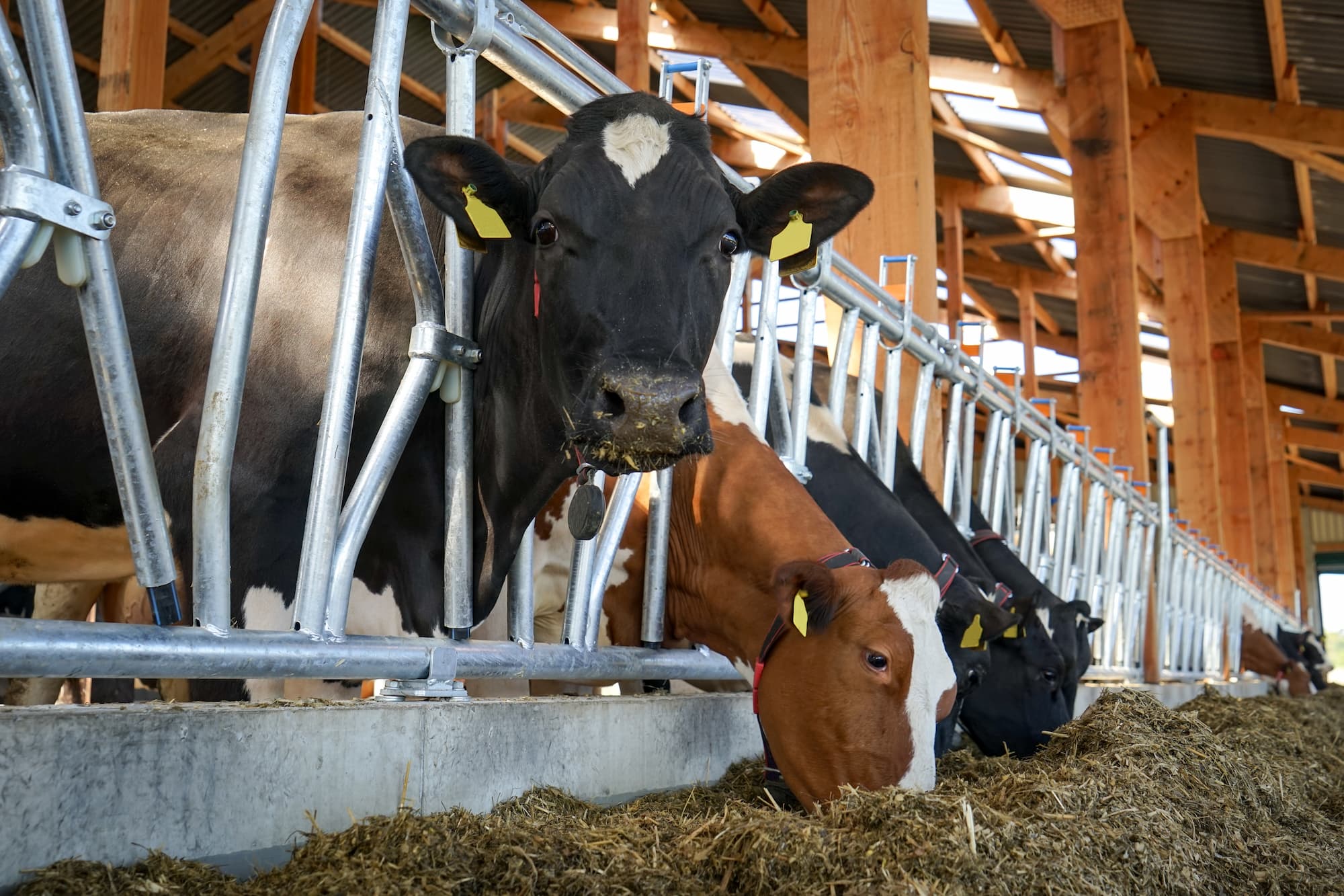 Nutrition animale Wittelsheim