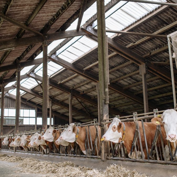 Pose de clôture et matériel d’élevage agricole à Durmenach dans le Haut-Rhin Wittelsheim