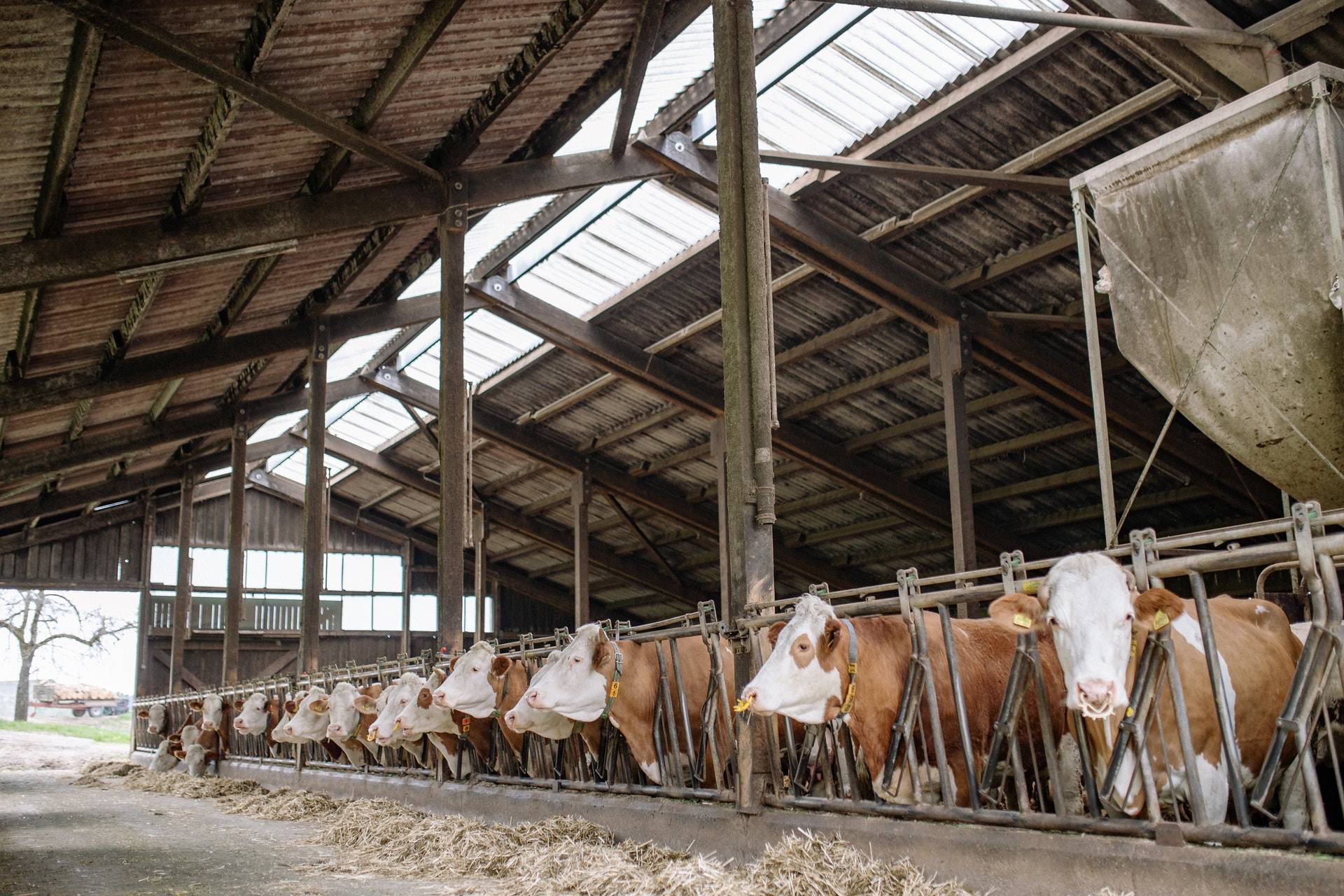 Clôture En Bois Pour La Ferme Bâtiments Agricoles Un Ensemble D