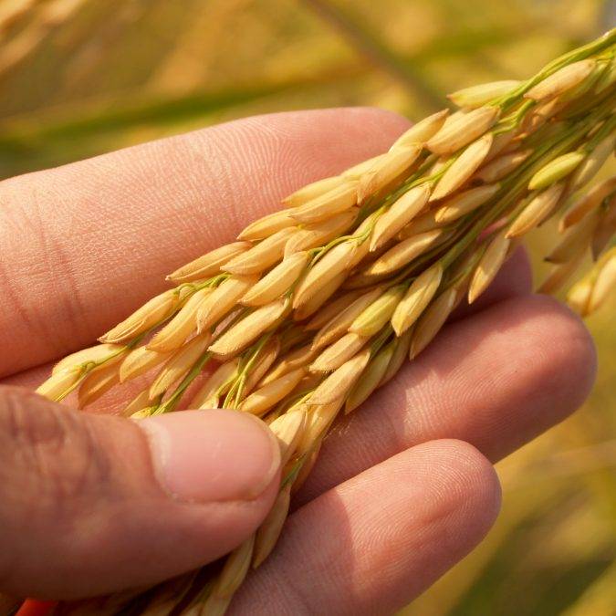 Production végétale à Durmenach et Huningue dans le Haut-Rhin Illzach